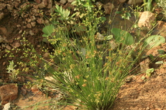 Juncus articulatus limosus