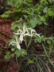 Iris tenuissima