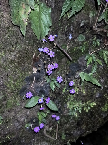 Primula pellucida