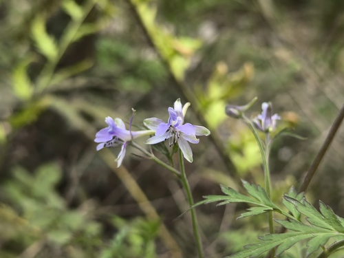 Delphinium anthriscifolium