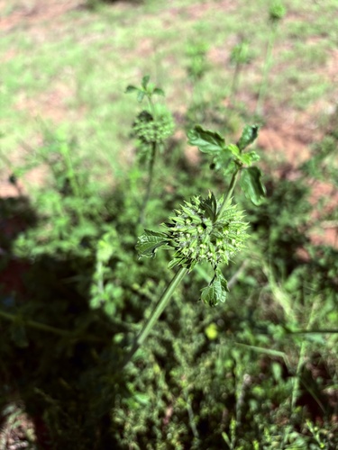 Rock Lionspaw (Leonotis ocymifolia)