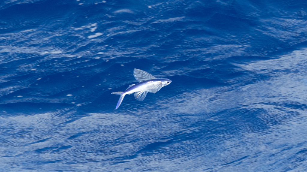 Clearwing Flyingfish (Cypselurus comatus) — Exocoetidae