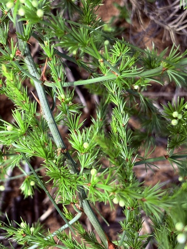 African Asparagus (Asparagus africanus)