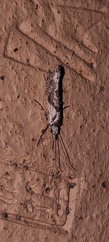 Ypsolopha asperella