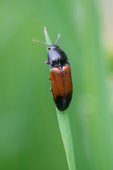 Ampedus balteatus