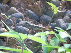 Locusta