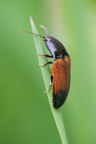 belted click beetle