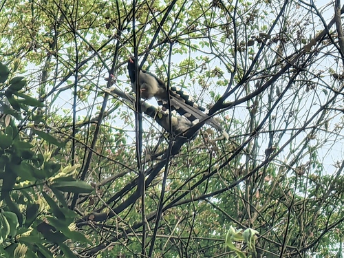 Red-billed Blue-Magpie