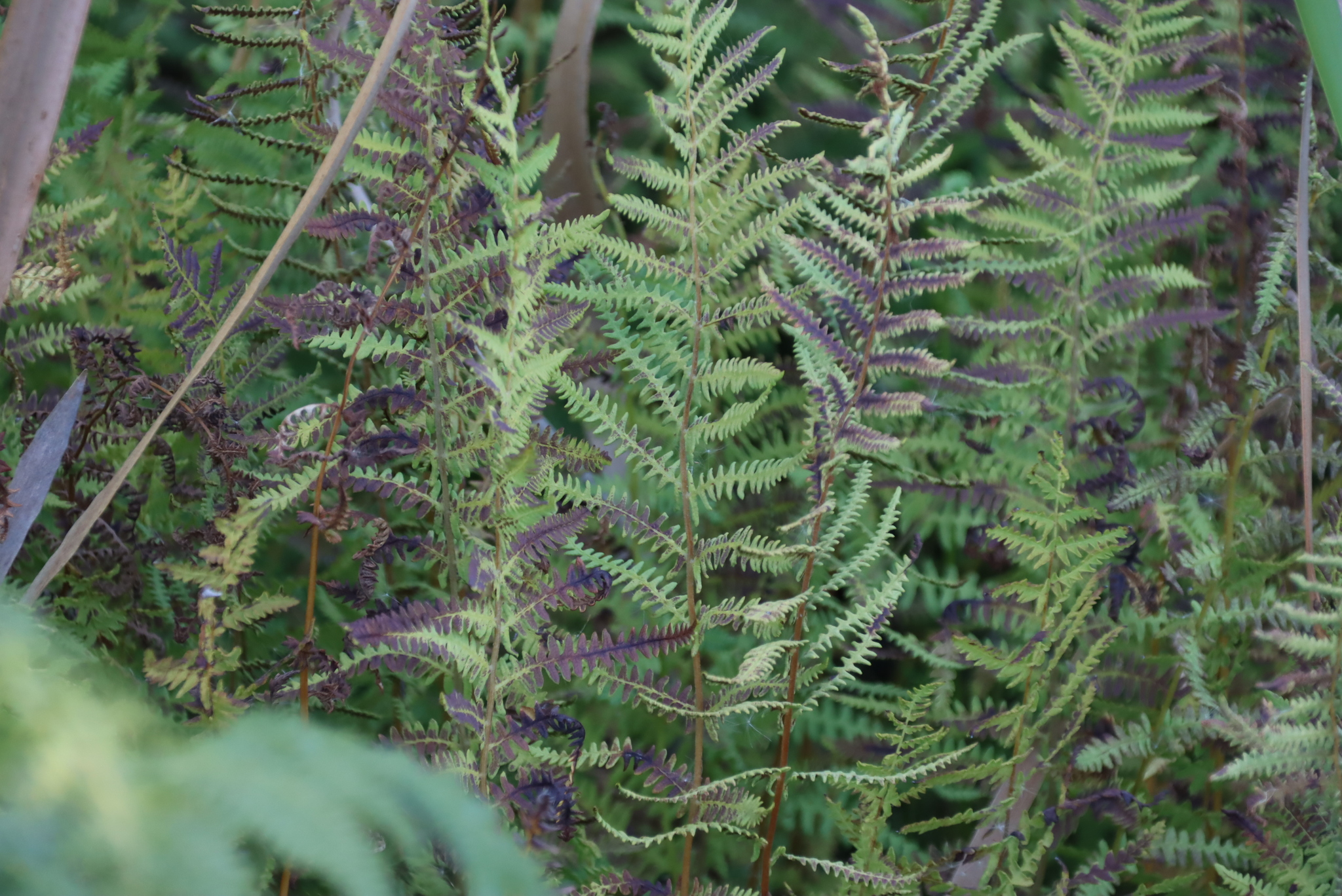 Marsh Fern (Thelypteris confluens)