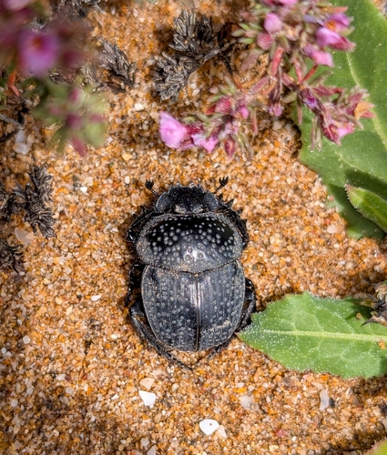 Scarabaeus cicatricosus