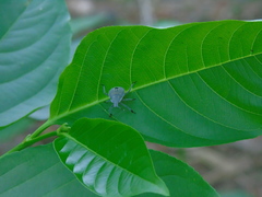 Erthesina acuminata