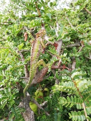 Bradypodion ventrale