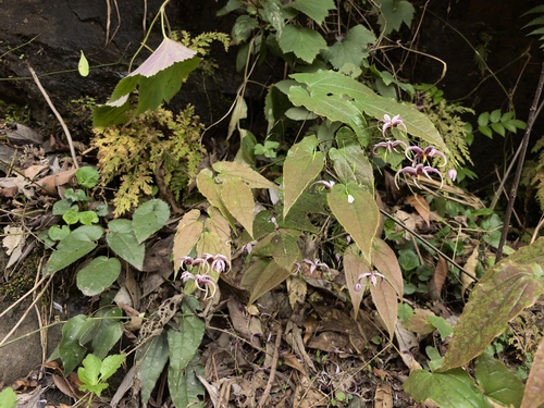 Epimedium acuminatum