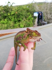 Bradypodion ventrale