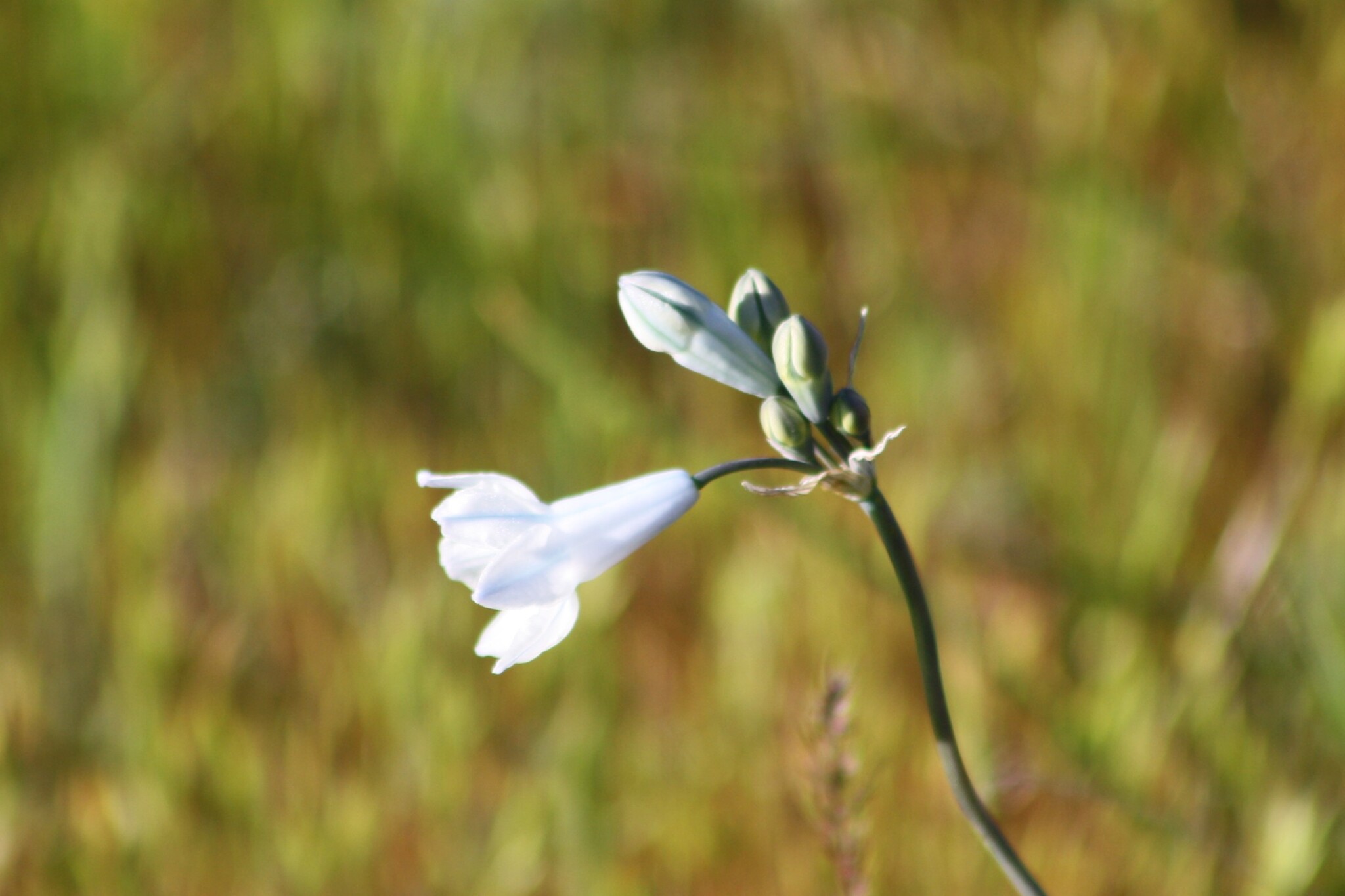 Large-Flowered Triteleia (Triteleia grandiflora)