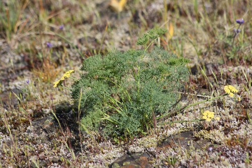 Klickitat desert parsley (Lomatium klickitatense)