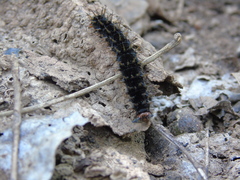Hypolimnas misippus