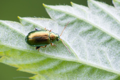 Crepidodera fulvicornis