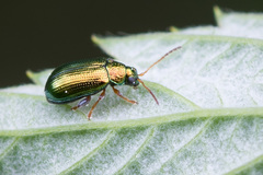 Crepidodera fulvicornis