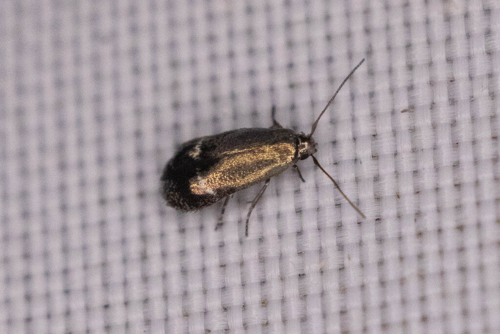 Siskiwitia alticolans
