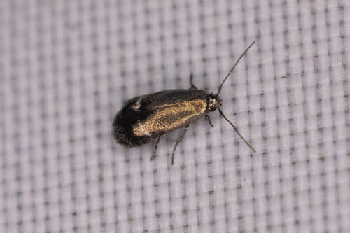 Siskiwitia alticolans