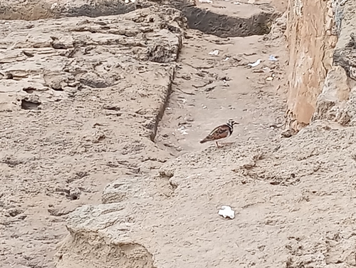 iNaturalist: (c) Alba Rovira, some rights reserved (CC BY-NC), uploaded by Alba Rovira iNaturalist image