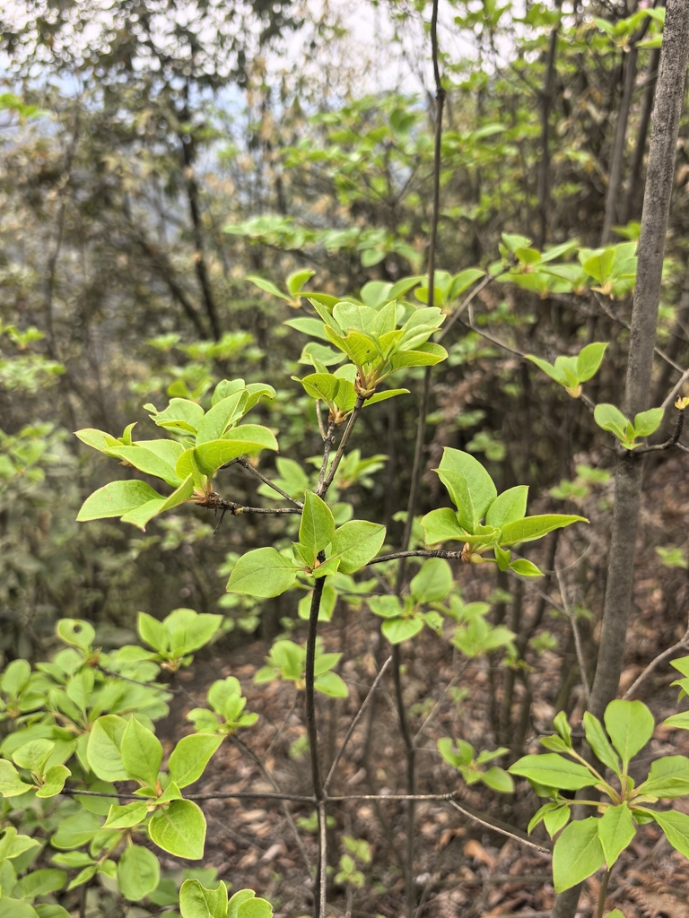 Enkianthus ruber (Enkianthus ruber)