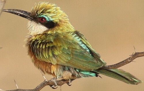 Somali Bee-eater