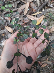 Coprosma spathulata
