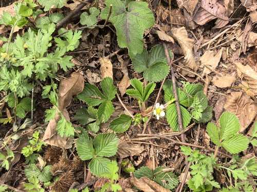 Nilgiri Strawberry