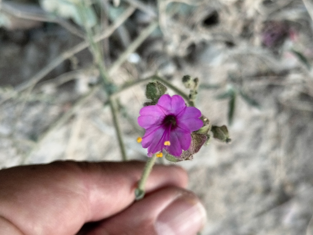 Mirabilis viscosa; photograph (c) Mauricio Calderón, some rights reserved (CC BY)
