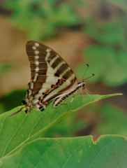 Graphium nomius