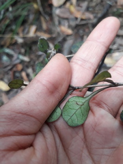 Coprosma spathulata