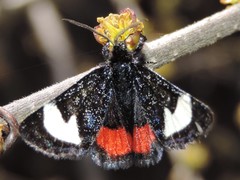 Psychomorpha epimenis