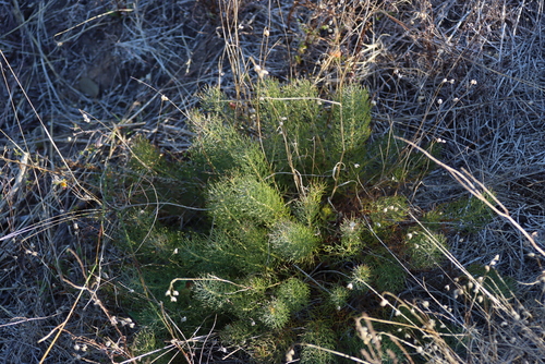 Serruria cyanoides, photograph 5