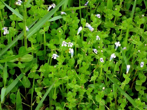 Lindernia rotundifolia