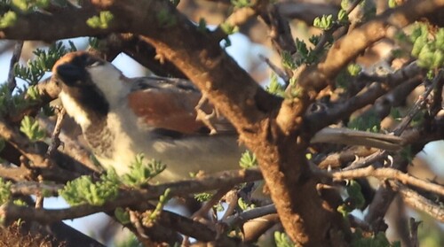 Somali Sparrow