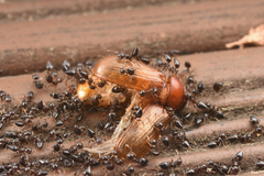 Crematogaster teranishii