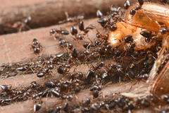 Crematogaster teranishii