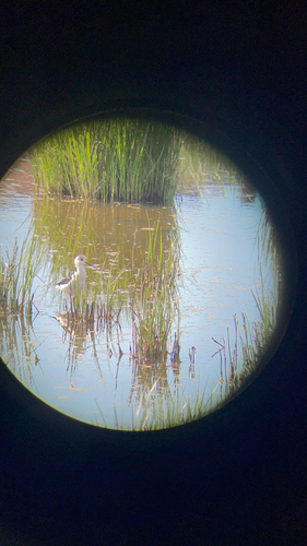 iNaturalist: (c) Vidal, some rights reserved (CC BY-NC), uploaded by Vidal iNaturalist image