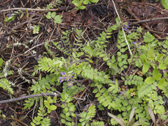 Polemonium californicum