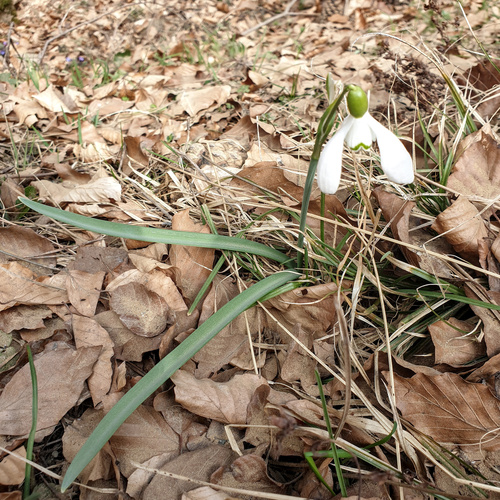 common snowdrop