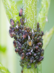 Metopeurum