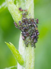 Metopeurum
