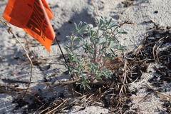 Lupinus tidestromii