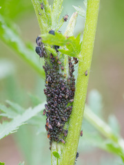 Metopeurum