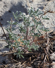 Lupinus tidestromii