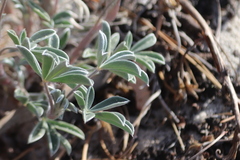 Lupinus tidestromii