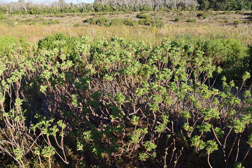 Hooded Crane's Bill (Pelargonium cucullatum)