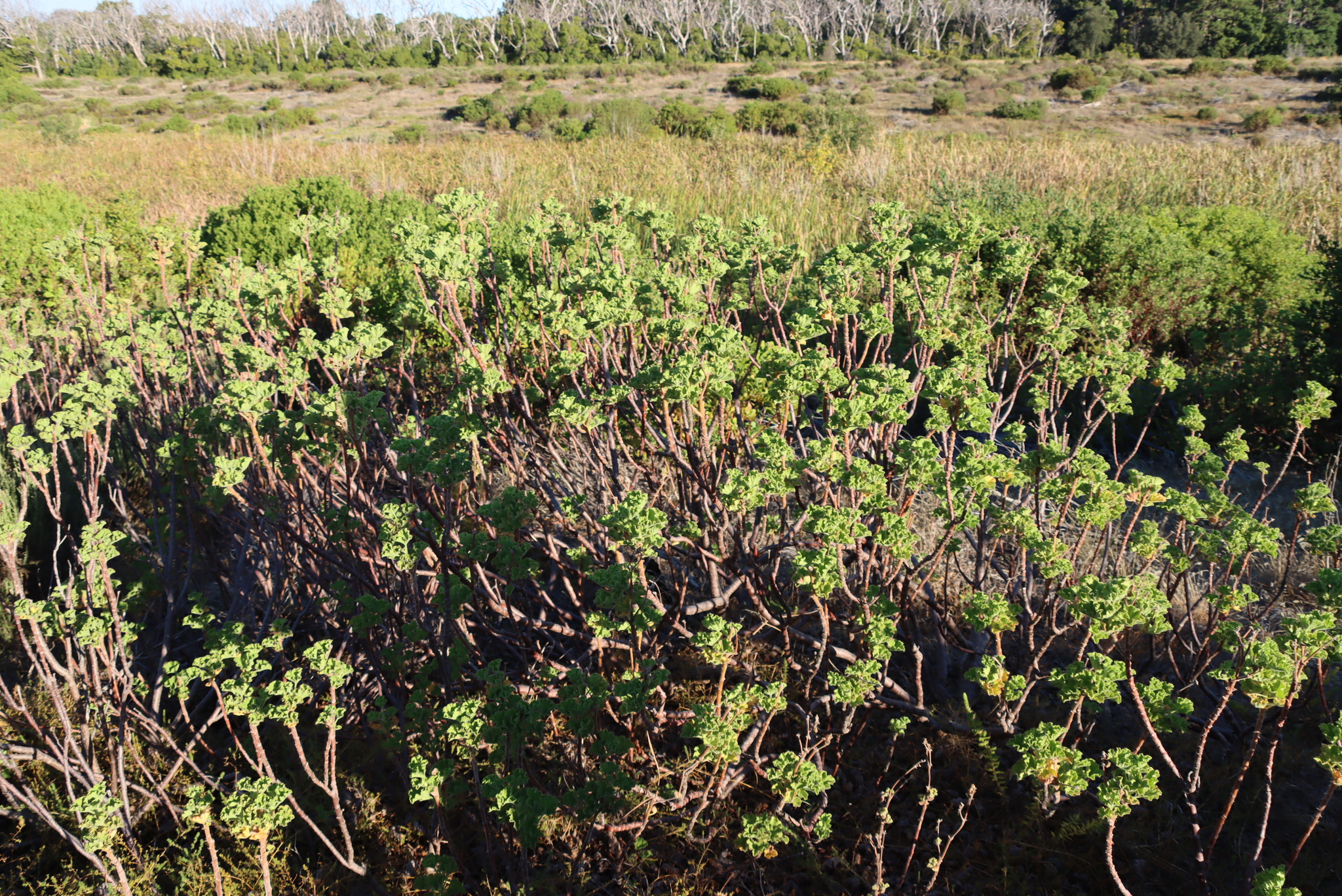 Hooded Crane's Bill (Pelargonium cucullatum)